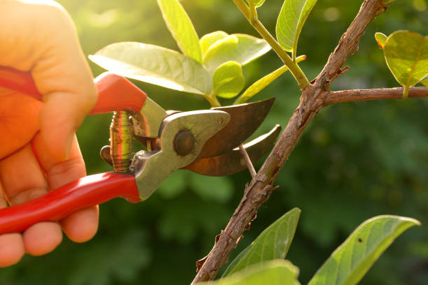 Reliable Hayden, ID Tree Removal Services Solutions